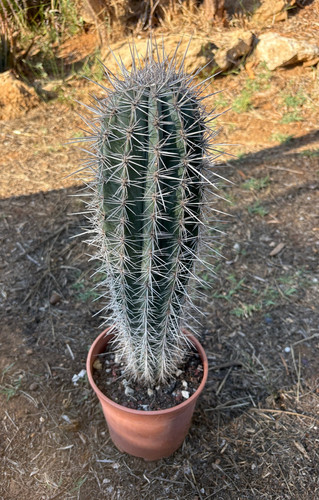 Pachycereus pringlei cactus - pringlei,