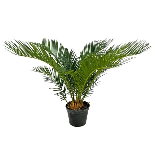 Pianta cycas revoluta palma - pianta,