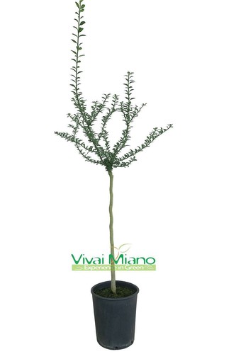 Pianta finger lime rosso - di,