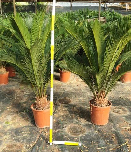 Pianta cycas grosso bulbo - di,