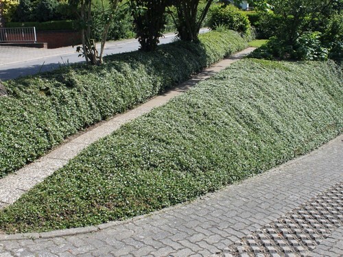 Cotoneaster salicifolia - cotoneaster,