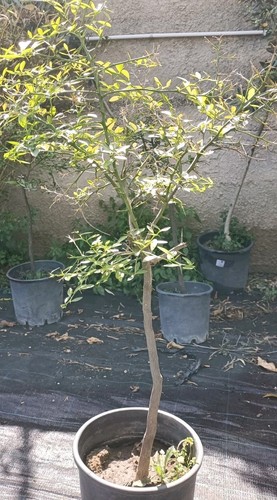 Pianta finger lime - di, limone