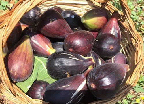 Pianta fico moro - , di