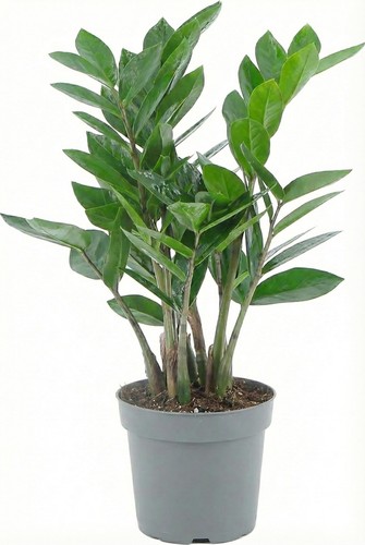 Zamioculcas zamiifolia - zamiifolia,