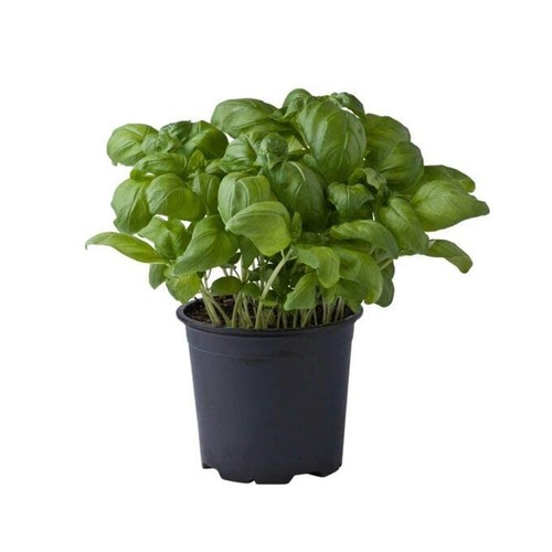 Basilico genovese ocimum - basilico, "ocimum