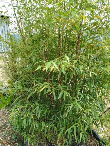 Pianta bambù gigante madake - gigante,