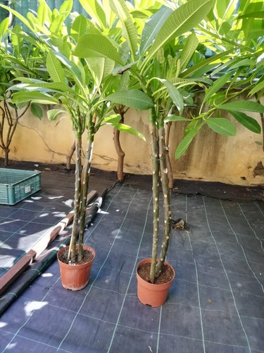 Pianta frangipani - di,