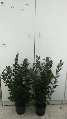 Pianta feijoa vaso - vaso, 18