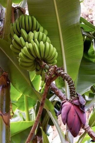 Musa acuminata semi di - -, 10