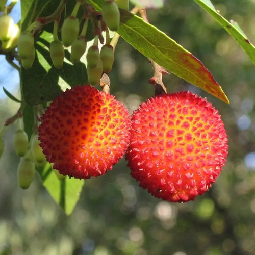 Pianta frutto corbezzolo in - pianta, da