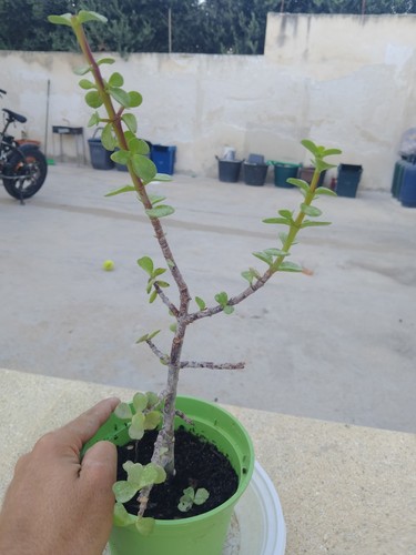 Pianta portulacaria afra - pianta,