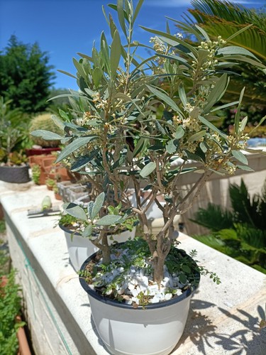 Pianta ulivo bonsai tre - di,