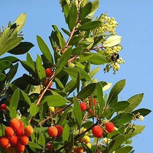 Pianta corbezzolo cespuglio - pianta,