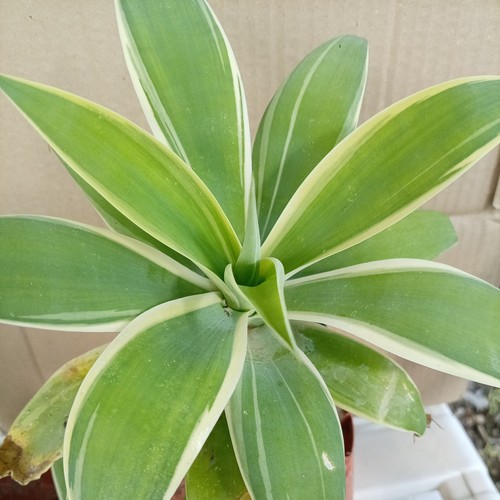 Pianta agave attenuata - pianta,